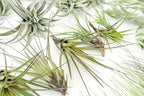 48 Air Plant Variety Pack - Live Tillandsia Succulent House Plants - Wholesale and Bulk - Home and Garden Decor - Easy Care Indoor and Outdoor Plants