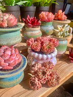 Echeveria Ben Badis Rare Live Succulent Plants, Red 4-5 Heads 3" Live Plant, Package Without Pot & Soil, Garden Indoor Office Desk, Wedding Party Baby Shower Decoration, Friend Plant Lovers Gifts