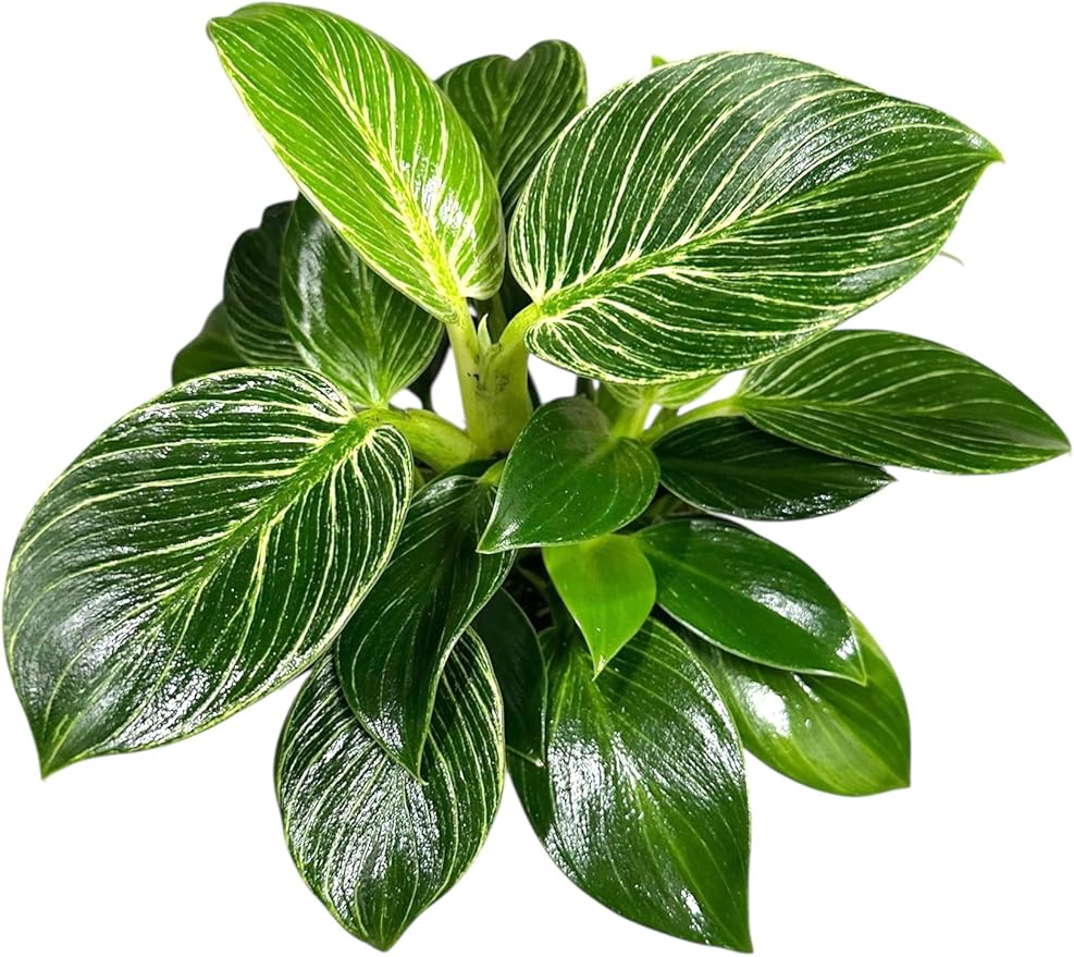 Philodendron Live Plant, Air Purifying, Easy Care, Easy to Grow, Rare Variety, Live Indoor Plant, 4 inch Pot (Philodendron Birkin)
