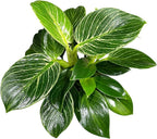 Philodendron Live Plant, Air Purifying, Easy Care, Easy to Grow, Rare Variety, Live Indoor Plant, 4 inch Pot (Philodendron Birkin)