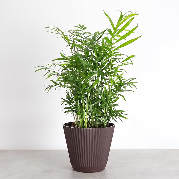 Thorsen's Greenhouse Parlor Palm Plant, Live Indoor Plant, Neanthe Bella Palm, Natural Air Purifier, Easy to Grow, Pet Safe Plant, 6-inch Diameter Pot (Chocolate (6" Pot))