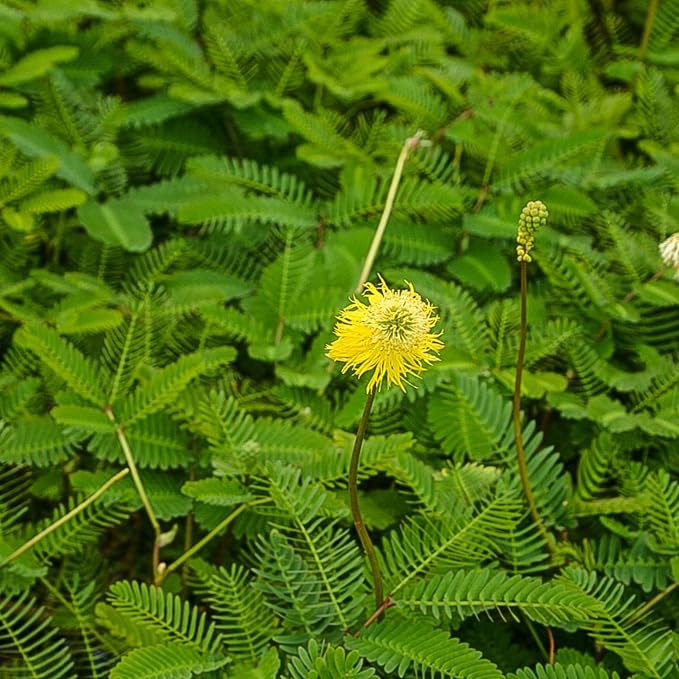 Chalily Sensitive Plant, a Great Live Pond Plant for Your Water Garden. Filters koi and Goldfish Ponds. Good for Bogs, Plant Shelf or Shallow Water This marginal Aquatic is a Real Beauty