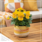 Live Healthy Flowering Pansies - Yellow (4 Plants Per Pack), Beautiful Winter Color, 6" Tall by 4" Wide in 1 Pint Square Pot