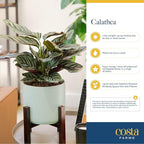 Costa Farms Calathea Live Plant in Decorative Pot, Indoor Houseplant, Assorted Variety, Perfect for Home, Room, or Office Decor, Great House Warming or Birthday Gift, 12-18 Inches Tall