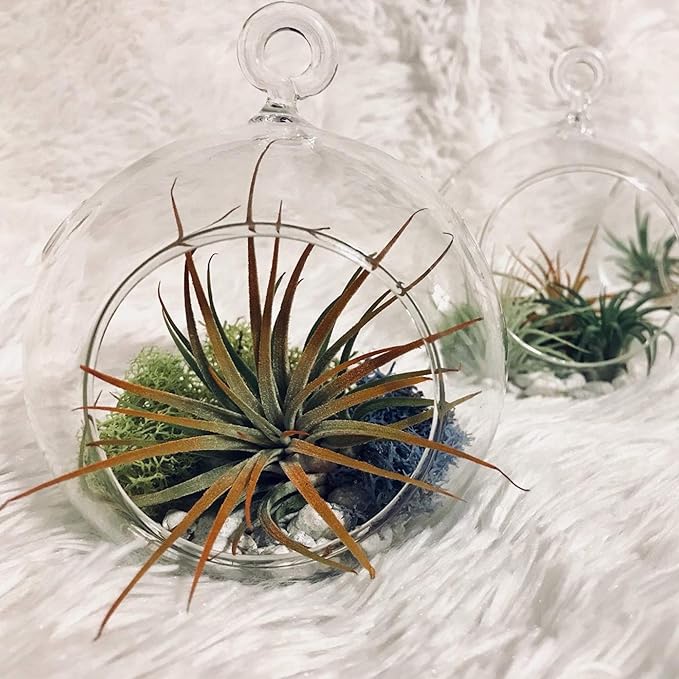 WGV Hanging Terrarium Globe, Width 7", Height 8", DIY Air Succulent Planter, Clear Glass Vase Orb with Flat Bottom, Candle Holder for Windowsill Outdoor Garden Decor, 1 Piece
