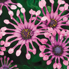 150+ Rare Daisy Flowers Seeds for Planting - African Daisy Seeds Non-GMO Perennial Garden Plants Seeds Outdoor Daisy Flower Home Garden