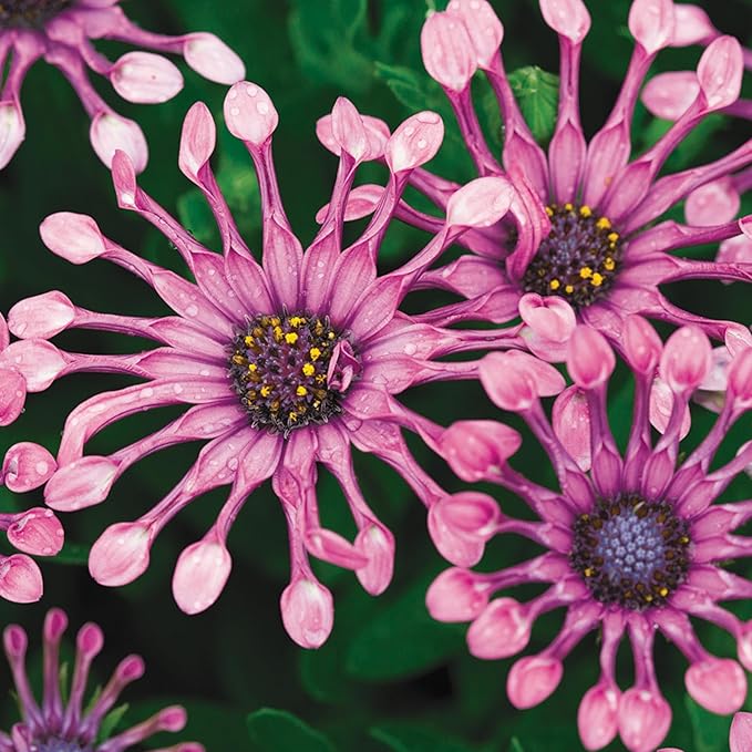 150+ Rare Daisy Flowers Seeds for Planting - African Daisy Seeds Non-GMO Perennial Garden Plants Seeds Outdoor Daisy Flower Home Garden