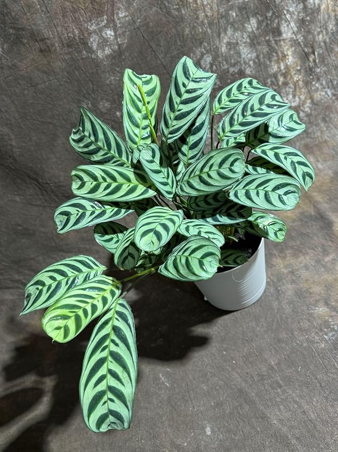 PLANTVERS Calathea Burle Marx in a 6” Decorative Pot – Burle Marxii Houseplant – Live Fishbone Prayer Houseplant – Tropical Indoor Plant – Low Maintenance Indoor Plant Safe for Cats