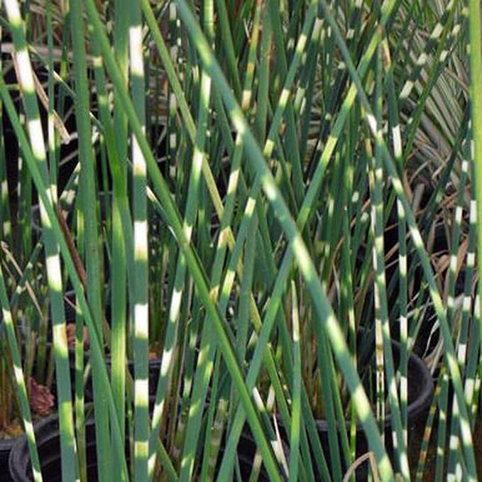 Zebra Rush, a Great Live Pond Plant for Your Water Garden. Filters The koi and Goldfish Pond. Good for Bogs, Plant Shelf or Shallow Water This marginal Aquatic is a Real Beauty