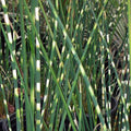 Zebra Rush, a Great Live Pond Plant for Your Water Garden. Filters The koi and Goldfish Pond. Good for Bogs, Plant Shelf or Shallow Water This marginal Aquatic is a Real Beauty