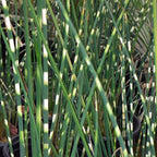 Zebra Rush, a Great Live Pond Plant for Your Water Garden. Filters The koi and Goldfish Pond. Good for Bogs, Plant Shelf or Shallow Water This marginal Aquatic is a Real Beauty