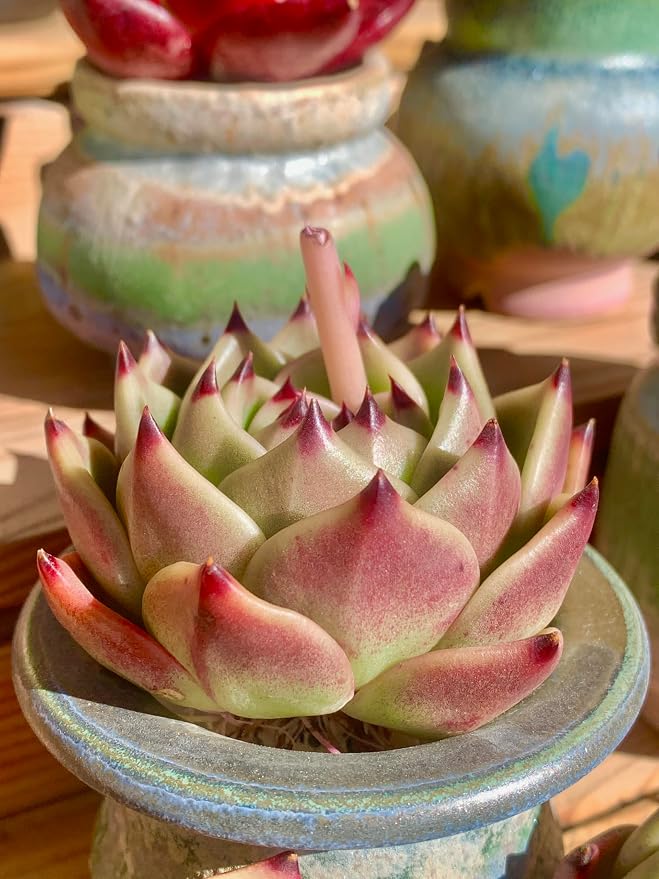 Echeveria Agavoides Blue Dragon Rare Live Succulent Plants, 1 Head Pot Size 2.5 Live Plant, Excludes Pot & Soil, Garden Indoor Office Desk, Party Baby Shower Decor, Gift for Plant Enthusiasts