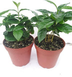 *Two Arabica Coffee Bean Plant 4" Pot Grow & Brew Your Own Coffee Beans