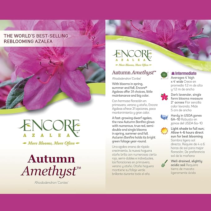Encore Azalea 2 Gal. Autumn Amethyst Azalea Shrub