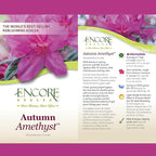 Encore Azalea 2 Gal. Autumn Amethyst Azalea Shrub