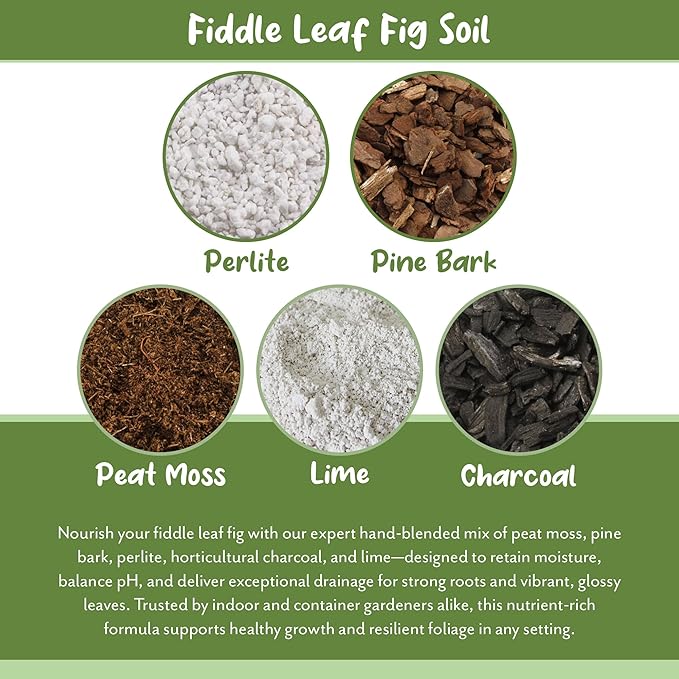 Soil Sunrise Premium Fiddle Leaf Fig Tree Soil (12 Quarts) - Expert Formula for Vibrant Growth - Nutrient-Rich Potting Mix,Specifically Designed for Healthy Indoor,Outdoor,& Potted Fiddle Fig Plants