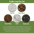 Soil Sunrise Premium Fiddle Leaf Fig Tree Soil (12 Quarts) - Expert Formula for Vibrant Growth - Nutrient-Rich Potting Mix,Specifically Designed for Healthy Indoor,Outdoor,& Potted Fiddle Fig Plants