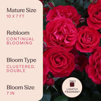 Heirloom Climbing Roses, Live Own Root Plant for Outdoor Garden, The Prince's Trust™, Lightly Fragrant, Hardiness Zones 5–10, Continual Blooming