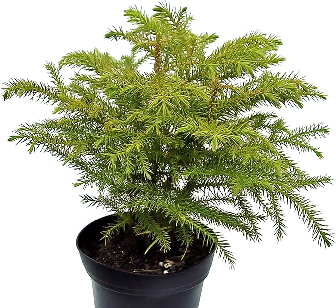 Live Norfolk Island Pine, Christmas Tree, Star Pine, Office Gift, Housewarming Gift, Thank You Gift, Air Purifying Plant, Birthday Gift, Office Gift in 4" Pot