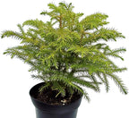 Live Norfolk Island Pine, Christmas Tree, Star Pine, Office Gift, Housewarming Gift, Thank You Gift, Air Purifying Plant, Birthday Gift, Office Gift in 4" Pot