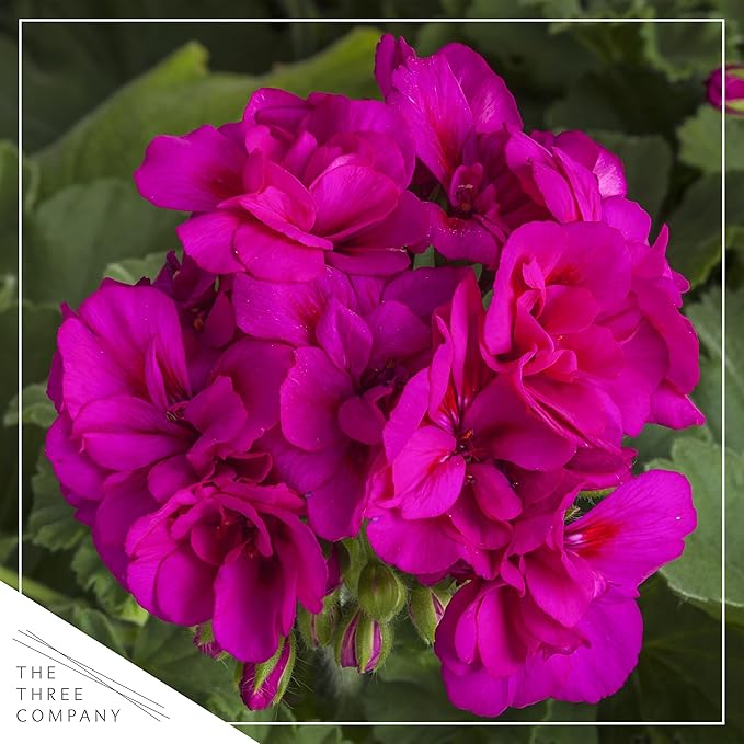 Live Flowering Zonal Geraniums - Purple (3 Plants Per Pack) - Beautiful Spring Flowers - 12" Tall by 5" Wide in 1 Qt Pot
