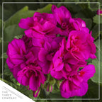 Live Flowering Zonal Geraniums - Purple (2 Plants Per Pack) - Beautiful Spring Flowers - 12" Tall by 5" Wide in 1 Qt Pot