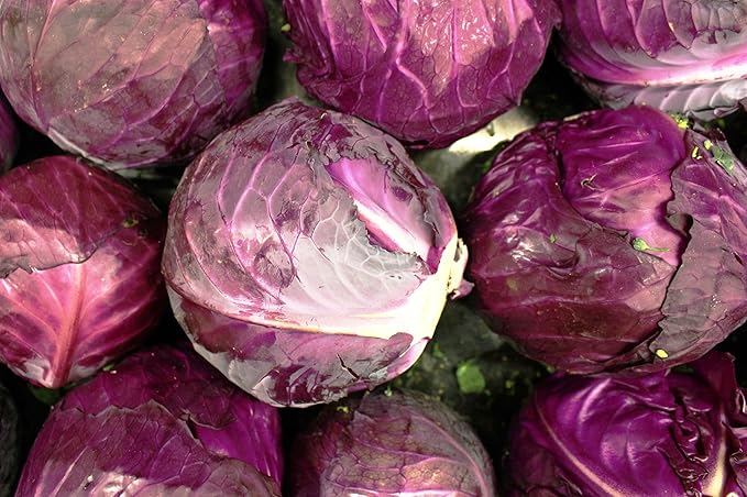 Cabbage Seeds for Planting - Plant & Grow Red Acre Cabbage in Your Home Outdoor Vegetable Garden - Heirloom Non GMO Planting Packets with Full Instructions - Great Gardening Gift, 5 Packets