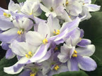 Optimara African Violet Variety Pack (2 Plants) 4" Pots, Grower's-Choice Assorted Varieties