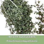 Pilea Glauca Live Plant with Hanging Basket - 4.5Inch Pilea Plant - Aquamarine Trailing Hanging Plants Live - Fully Rooted Houseplant for Home Office Decorations & Birthday Gift(Heat Pack Included)