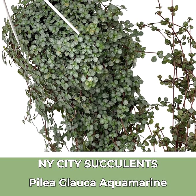 Pilea Glauca Live Plant with Hanging Basket - 4.5Inch Pilea Plant - Aquamarine Trailing Hanging Plants Live - Fully Rooted Houseplant for Home Office Decorations & Birthday Gift(Heat Pack Included)