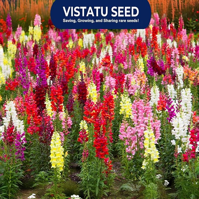 6000+ PCS Snowflake Snapdragon Flower Seeds Antirrhinum Majus Rare Flower Seed Outdoor-Perennial Heirloom Plant Seed Attracts Bees& Attracts Butterflies