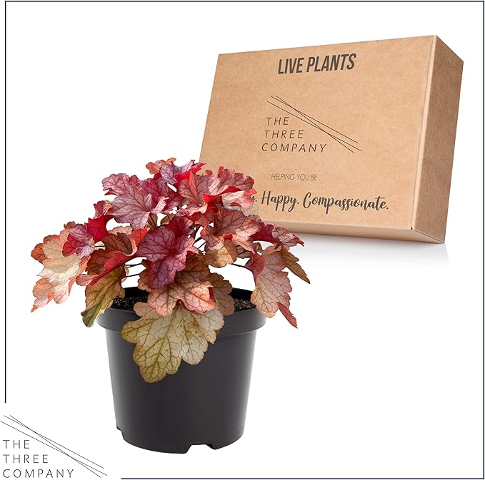 Live Heuchera (Coral Bells) - Shades of Red - Beautiful Shade Perennial - Healthy Spring Plant - 12" Tall by 6" Wide in 2.5 Qt Pot