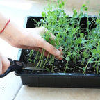 Mr. Pen- Plastic Growing Trays, 10 Pack, Black, 17”x10”, Plant Tray, Seed Tray, Seedling Tray, Propagation Tray, Plant Trays for Seedlings, Seedling Starter Trays, Microgreens Growing Trays