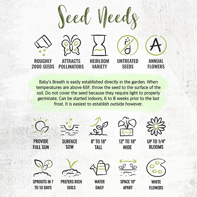 Seed Needs White Baby's Breath Seeds for Planting - Heirloom & Open Pollinated Annual Flowers - Perfect for a Butterfly Garden, Bouquets & Floral Arrangements (2 Packs)
