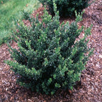 RedCrocus Compacta Japanese Holly Ilex crenata- Evergreen Shrub for Borders & Containers, Pet Safe, Deer Resistant, Low Maintenance, Fine Foliage 3 Gallon