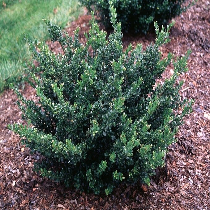 RedCrocus Compacta Japanese Holly Ilex crenata- Evergreen Shrub for Borders & Containers, Pet Safe, Deer Resistant, Low Maintenance, Fine Foliage 3 Gallon