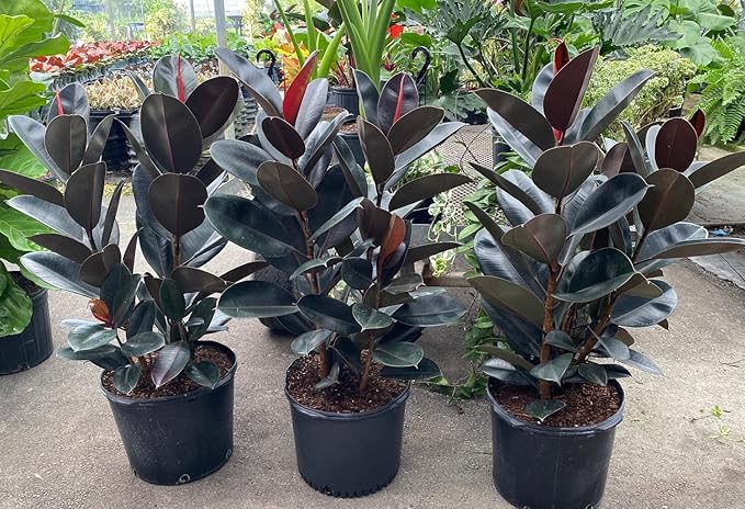 Eureka Farms Ficus Burgundy Bush – Live Rubber Tree Plant, Low Maintenance Indoor Tropical Houseplant with Rich Red & Green Foliage, Perfect for Home & Office Decor