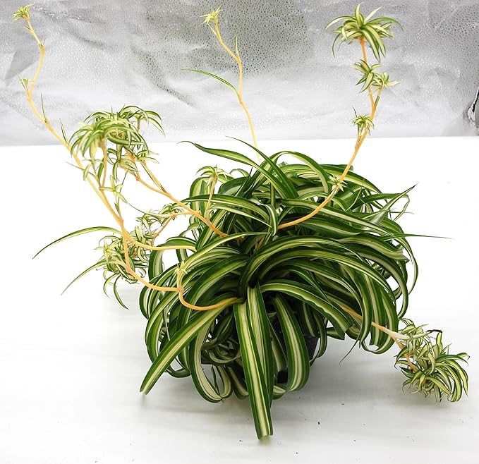 Bonnie Curly Spider Plant - 6'' Pot Fully Grown with Babies in Sunny Kansas