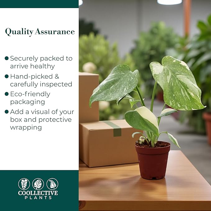 Monstera Thai Constellation – Live Indoor Plant in 2″ Grower Pot, Variegated Monstera Houseplant, Easy Care Low Maintenance Tropical Plant for Home or Office