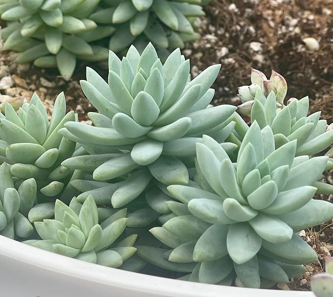Blue Burrito Succulent Live Healthy Sedeveria Houseplant - Succulents Plants Live - Fully Rooted in 4 inch Plant Pot - Indoor Rosette Succulants for Home and Office Decor