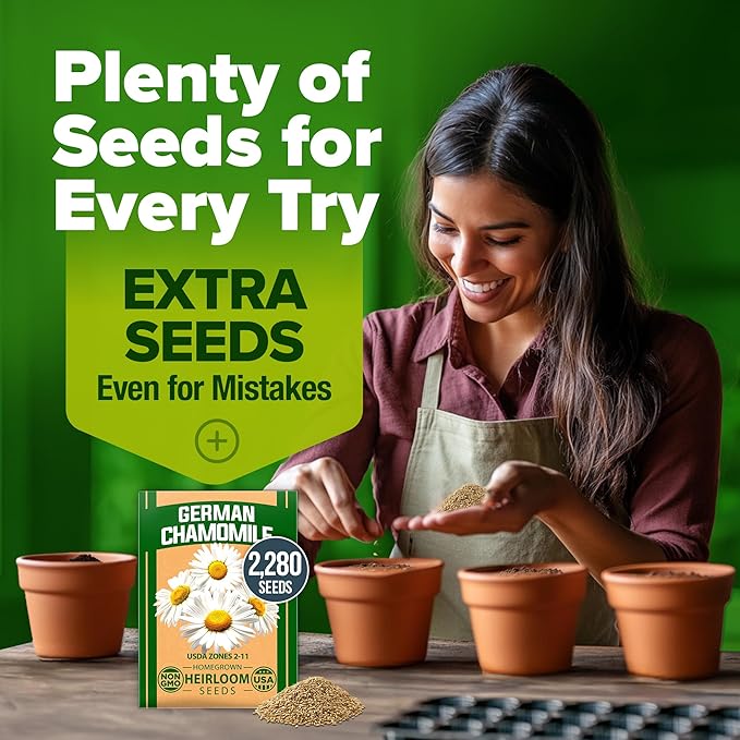 HOME GROWN German Chamomile Seed Pack 2,280 Non GMO Heirloom Seeds for Planting for Sustainable Gardens and Soothing Medicinal Herbal Teas (Matricaria chamomilla)