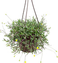 Ruby Necklace Succulent Vine Hanging Basket, Othonna capensis, Live Succulents Plants Live Houseplants, House Plants Indoors Live Indoor House Plants, Unique Live Plant Basket by Plants for Pets