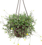 Ruby Necklace Succulent Vine Hanging Basket, Othonna capensis, Live Succulents Plants Live Houseplants, House Plants Indoors Live Indoor House Plants, Unique Live Plant Basket by Plants for Pets
