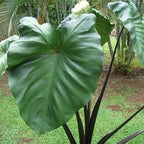Chalily Violet Stemmed Taro, a Great Live Pond Plant for Your Water Garden. Filters The koi and Goldfish Pond. Good for Bogs, Plant Shelf or Shallow Water This marginal Aquatic is a Real Beauty