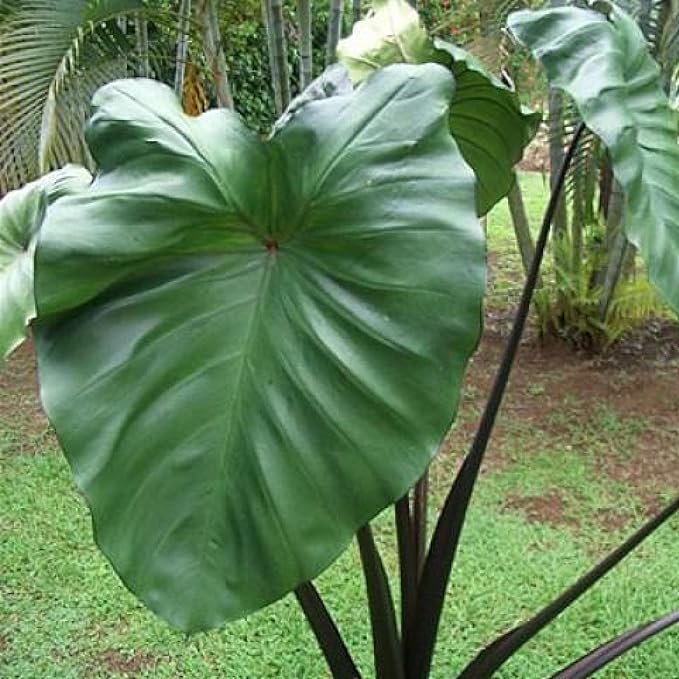 Chalily Violet Stemmed Taro, a Great Live Pond Plant for Your Water Garden. Filters The koi and Goldfish Pond. Good for Bogs, Plant Shelf or Shallow Water This marginal Aquatic is a Real Beauty