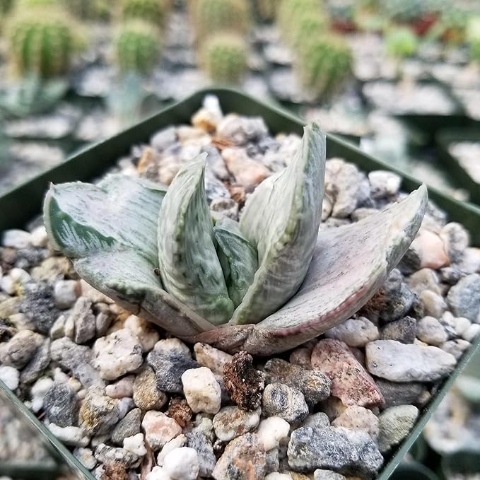 Planet Desert Gasteria Sakura Fuji Cacti Cactus Succulent Real Live Plant