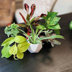 Altman Plants Live Houseplants (6PK), Indoor Plants for Delivery Prime, Live Plants and Gardening Gifts for Plant Lovers, Planters for Indoor Plants with Potting Soil, Live House Plants Indoors Live