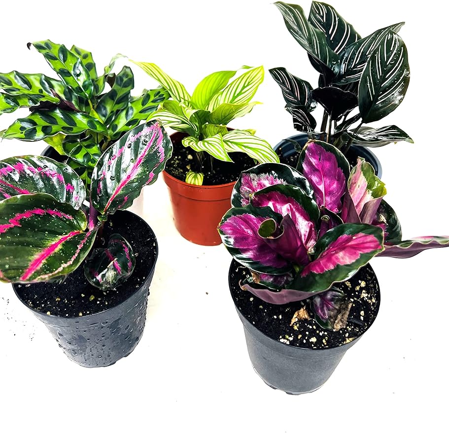 JM BAMBOO Calathea Party of 2 Live Plants 'Unique by JMBamboo'