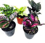 JM BAMBOO Calathea Party of 2 Live Plants 'Unique by JMBamboo'