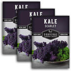 Scarlet Kale Seeds for Planting – Heirloom Purple Kale – Cold Hardy for Fall & Spring Vegetable Gardens – Crimson-Red Curly Leaves, Edible Garden Greens – Survival Garden Seeds (3 Packs)